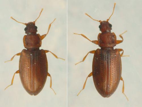 Réf. 201 841 : Enicmus sp.